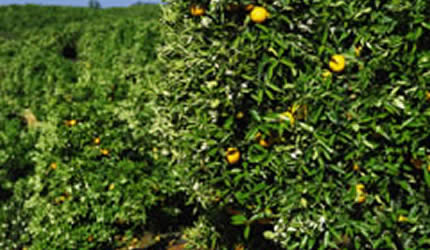 Schweppes engages more outgrowers