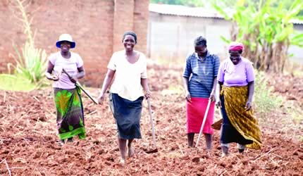 Peri-urban farmers start replanting