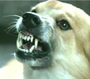 Two die from rabies