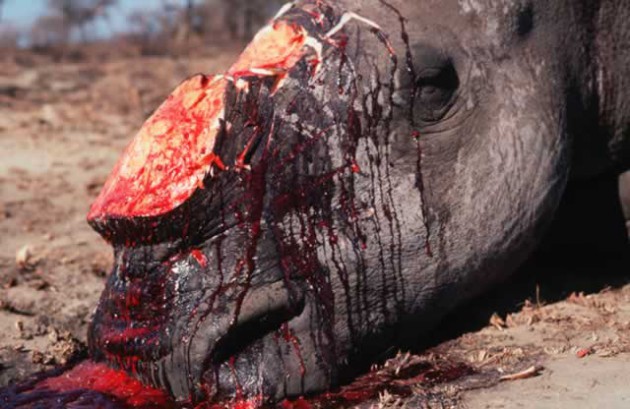 rhino poaching