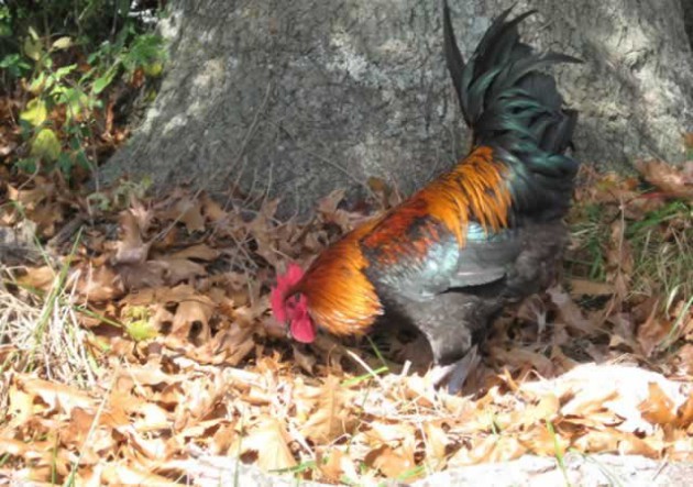 Chickens are not as “chicken” or stupid as we think they are. They know their environment and perhaps they know more than we do