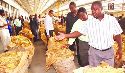 SA tops China in buying Zim tobacco