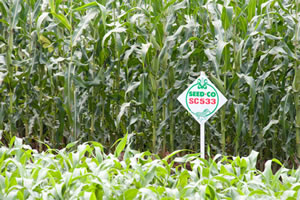 We’ve adequate seed, producers assure Zim