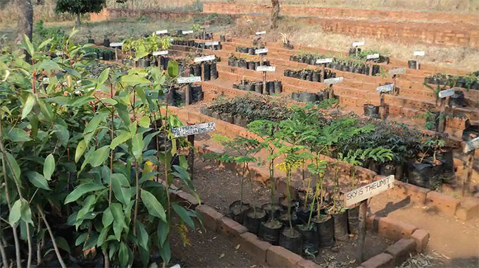 Over 2m seedlings ready for tree-planting