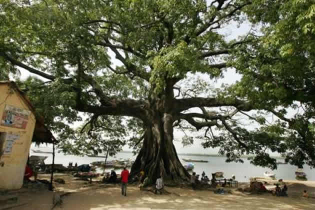 Senegal’s southern forests may  disappear by 2018