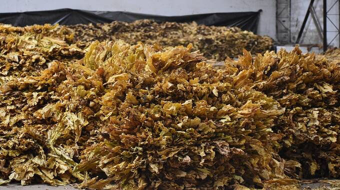 Shisha production projected to hit record 800 tonnes