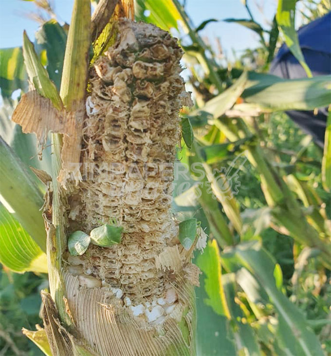 Swarms of locusts damage small grain crops in Chiredzi and Mwenezi