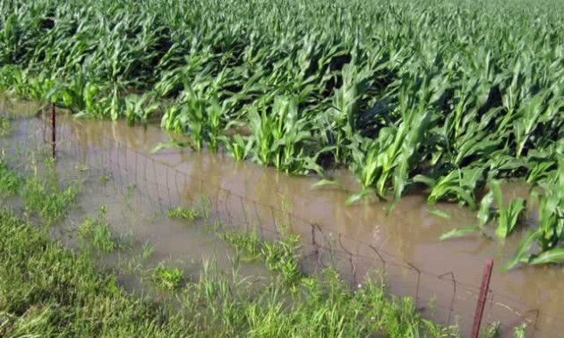 soaked maize