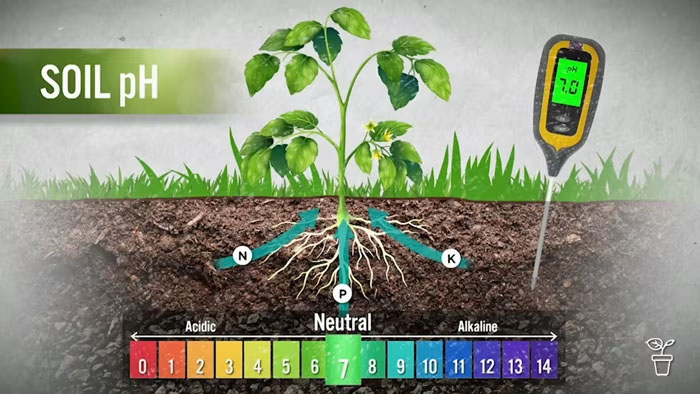 Correcting soil pH marks first land preparation step