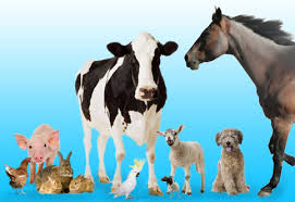 Stock feeds to contribute 30pc turnover: GMB