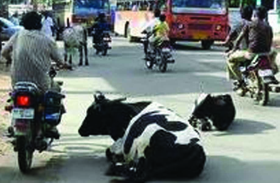 Stray cattle fed to lions in Beitbridge