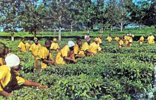 tea plucking1