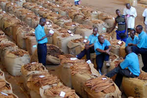 Tobacco export to rake in US$500m