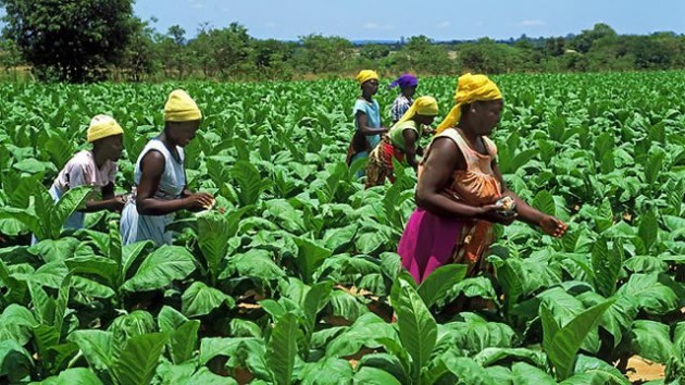 tobacco
