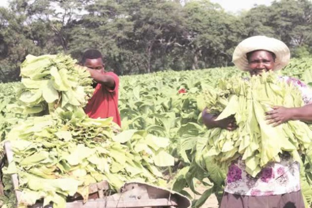 Beatrice farmer Mrs Portia Gurira and her son Shadreck harvest tobacco leaves at their Gilston Farm yesterday. — (Picture by Munyaradzi Chamalimba)