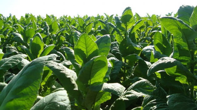 Tobacco farm