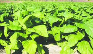tobacco25jan