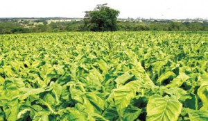 If anything, the lure of quick riches from tobacco farming have turned into a national catastrophe. The whole country is being turned into a desert by people cutting down trees to cure their tobacco 