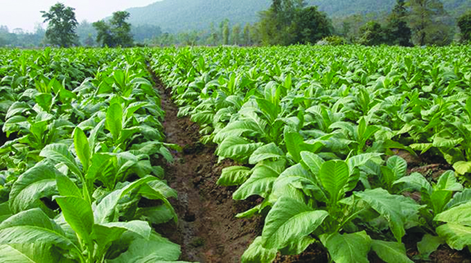 Commodities market in Zimbabwe critical