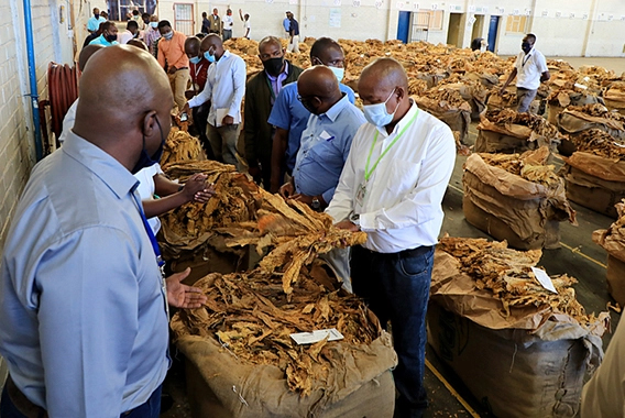 THE ERA OF RELYING ON ONE TOBACCO TYPE IS OVER: INSIDE ZIMBABWE’S AGRICULTURAL PIVOT