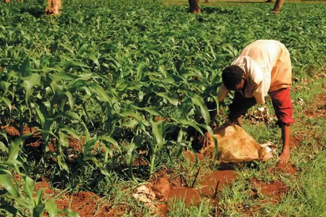 Editorial Comment: Work the land, defend the revolution