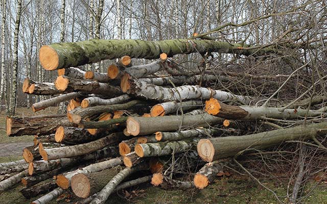 Beitbridge Chief in drive to combat rampant cutting down of trees