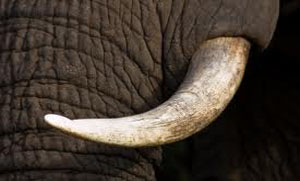 Ivory dealer gets US$1m bail