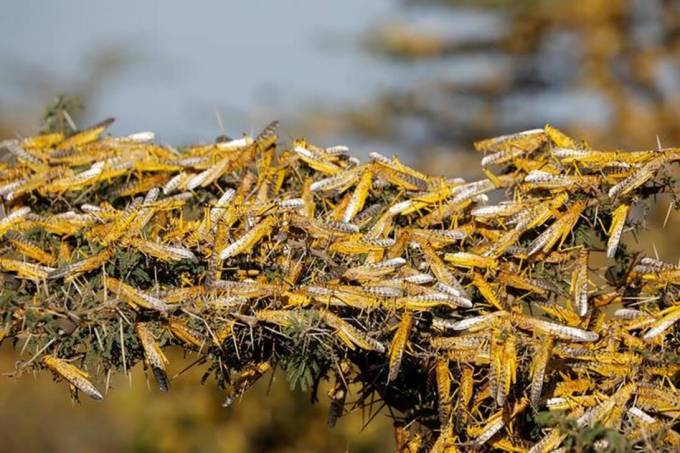 Running out of time: East Africa faces new locust threat