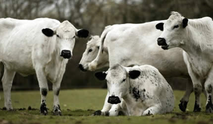 Chiefs demand 2 000 white cattle from Econet