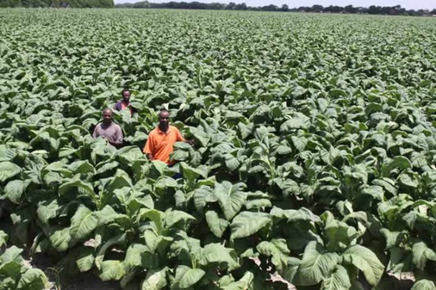 workers at ruzambo farm in beatrice show off a thriving tobacco crop 09-01-12
