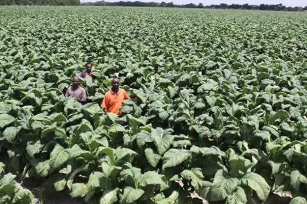 Tobacco