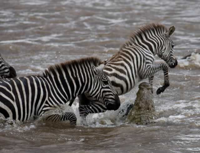 When crossing crocodile-infested rivers, zebras accept that some of them will not make it to the other side and it is a worthy sacrifice that will lead to the survival of many