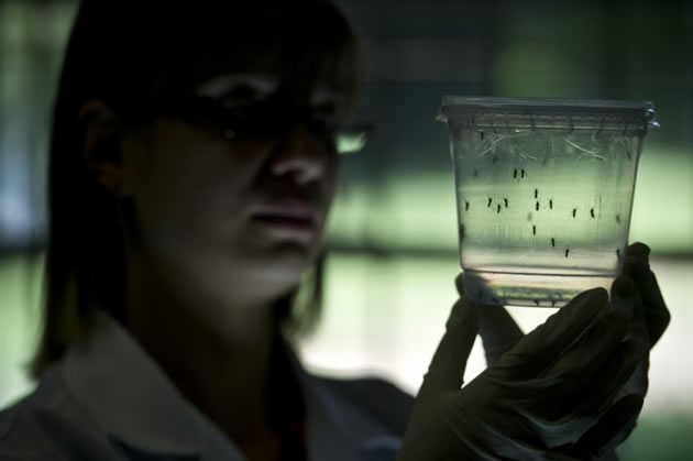 Male Aedes albopictus mosquitoes are seen in this picture. Zika virus is among the viruses spead by the species.
