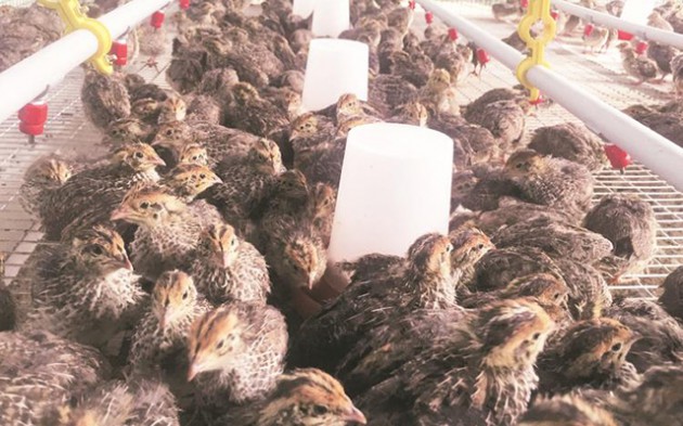 Quail birds were the flavour of the month before the hashtag craze which will soon pass, if it hasn’t already