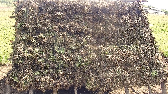 The recommended A-frame groundnuts drying structure designed by ICRISAT Researchers