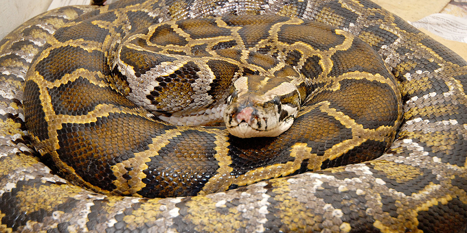 Mbanje-bust inyanga found with dead python