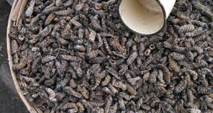 Prickly end to sex for amacimbi dealer – Mopani merchant pounded for demanding payment in kind
