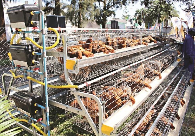 ‘Indawo incinyane yokufuyela inkukhu, zama iBattery Cage’