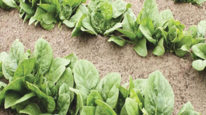 Limani I-spinach siyaphangisa ukukhula