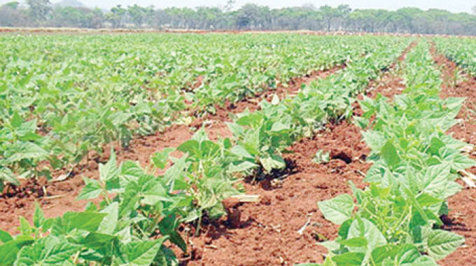 Indumba zilula ukulima