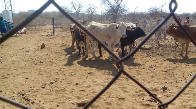 Kutshiswa inkomo 25 ezitshontshwe kweleBotswana