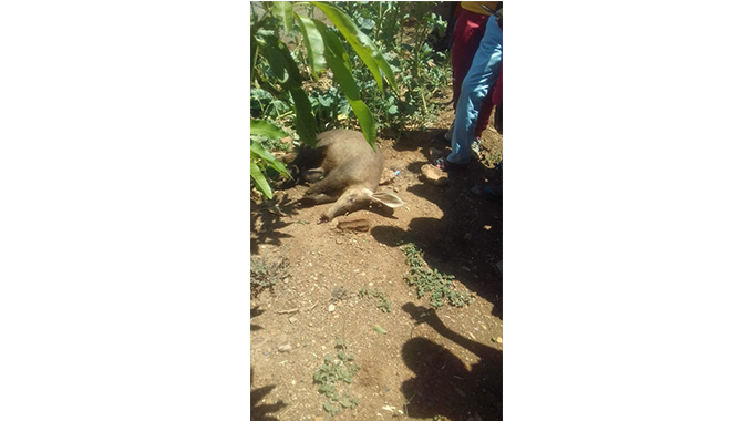 Thutshu koMunyoro inyanga isekelane lesambane