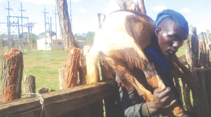 Imbuzi nama ehlombe lesela . . . Litholakale lilele liyiqamele