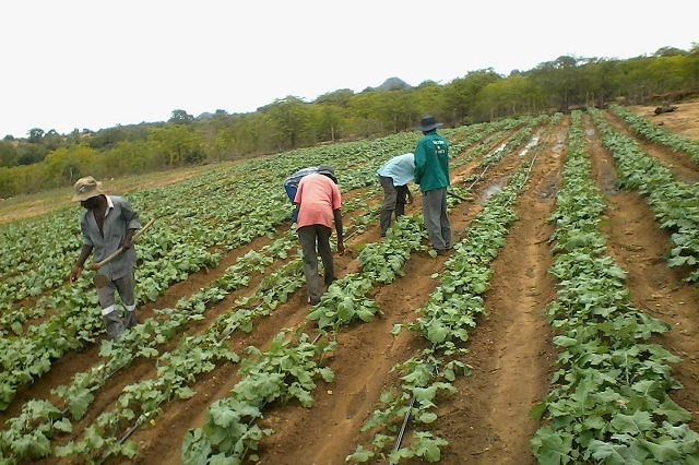 Inhlanganiso ithuthukisa izivande eGwanda