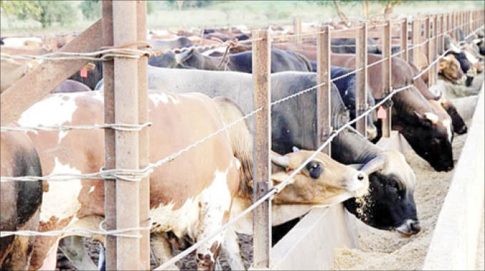 Uhlelo lwe-Pen Fattening luyasiza kunzuzo yenkomo