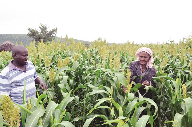 Small grains farmer Mrs Liana Ncube (right) inspects her crop in Umzingwane District while the Agritex officer for the area Mr Thobizitha Ngwenya looks on in this file photo