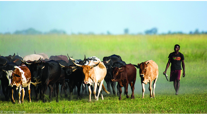 Five men nabbed for stealing 35 cattle