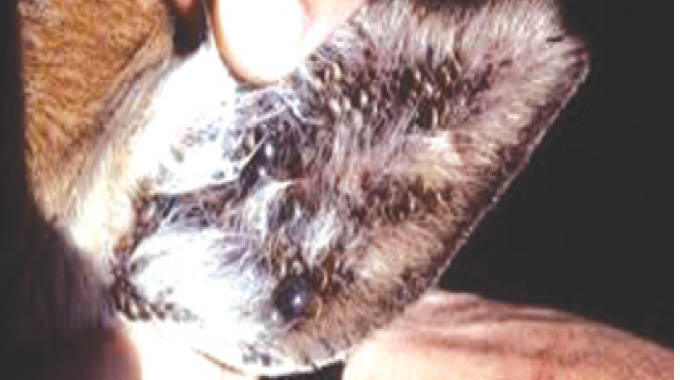 Yelaphani izilonda zezifuyo