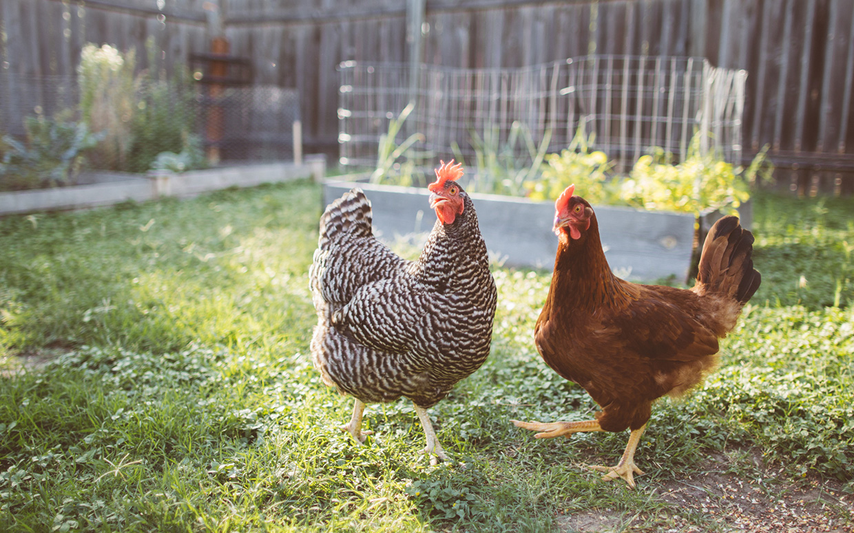 Drunk man rapes neighbor’s chickens