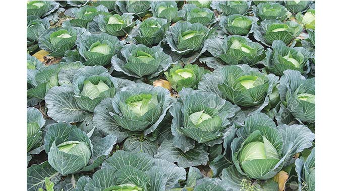 I-clubroot ingatshabalalisa insimu yekhabitshi